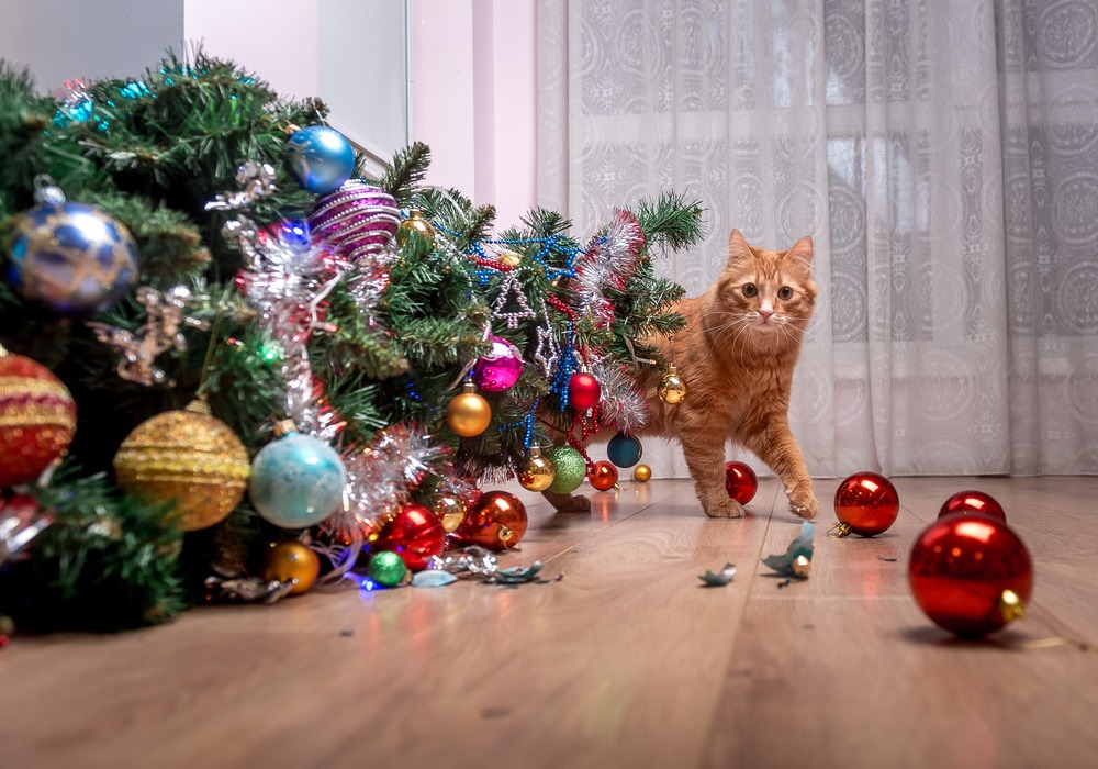 En katt har vält julgranen och tittar fram bakom den
