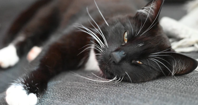 Katten busan sover i en soffa på äldreboendet.