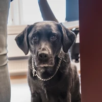 En svart labrador sitter och tittar in i kameran.